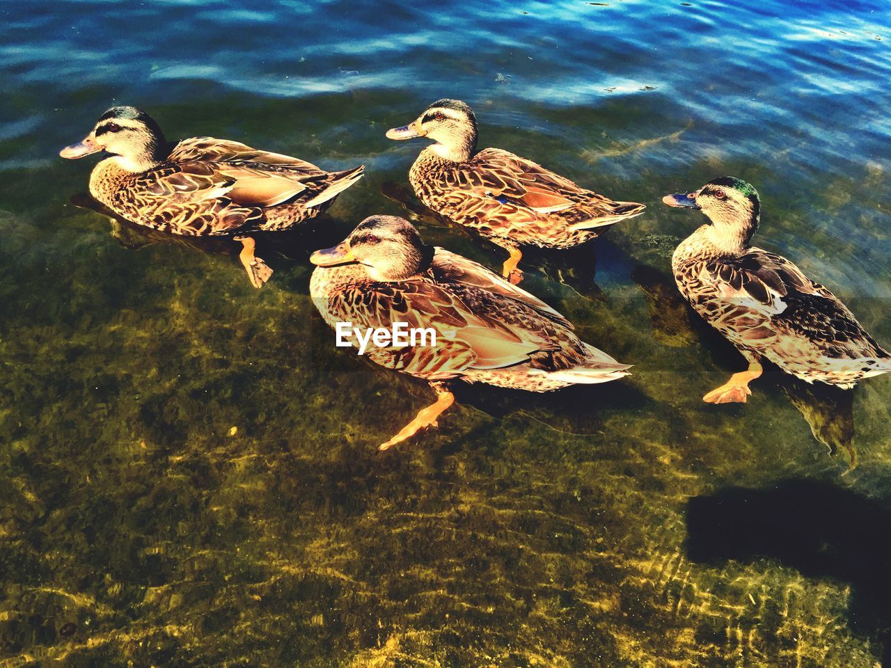 Side view of ducks swimming