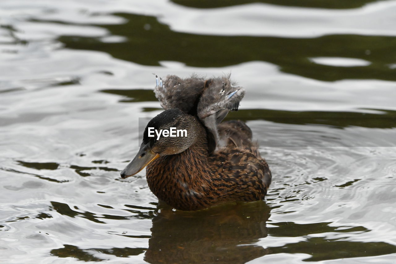 animal themes, animal, animal wildlife, bird, wildlife, water, one animal, duck, lake, water bird, beak, swimming, nature, ducks, geese and swans, no people, mallard, poultry, day, reflection, outdoors, animal body part, close-up, rippled