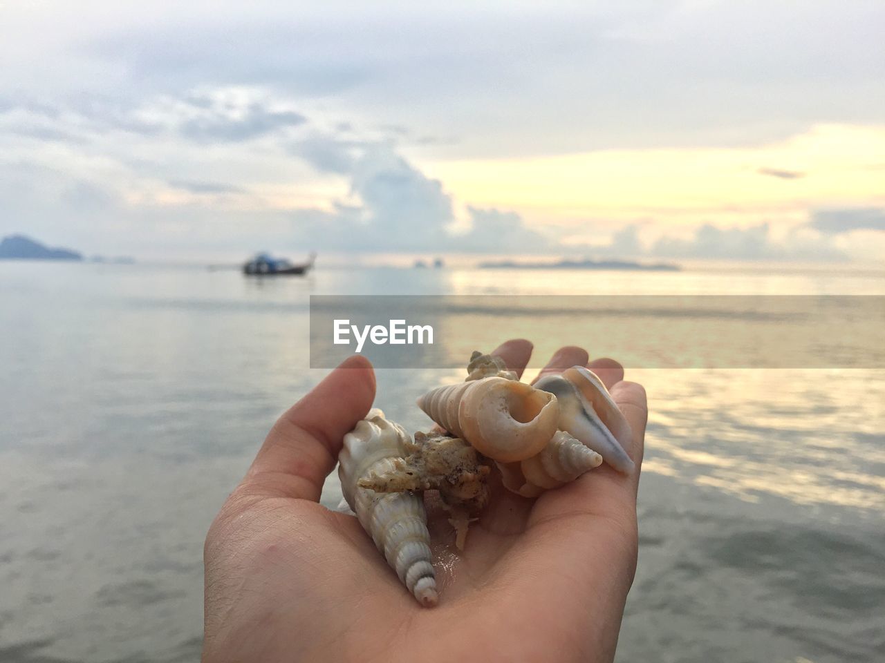 Cropped hand of person holding shells against sea and sky