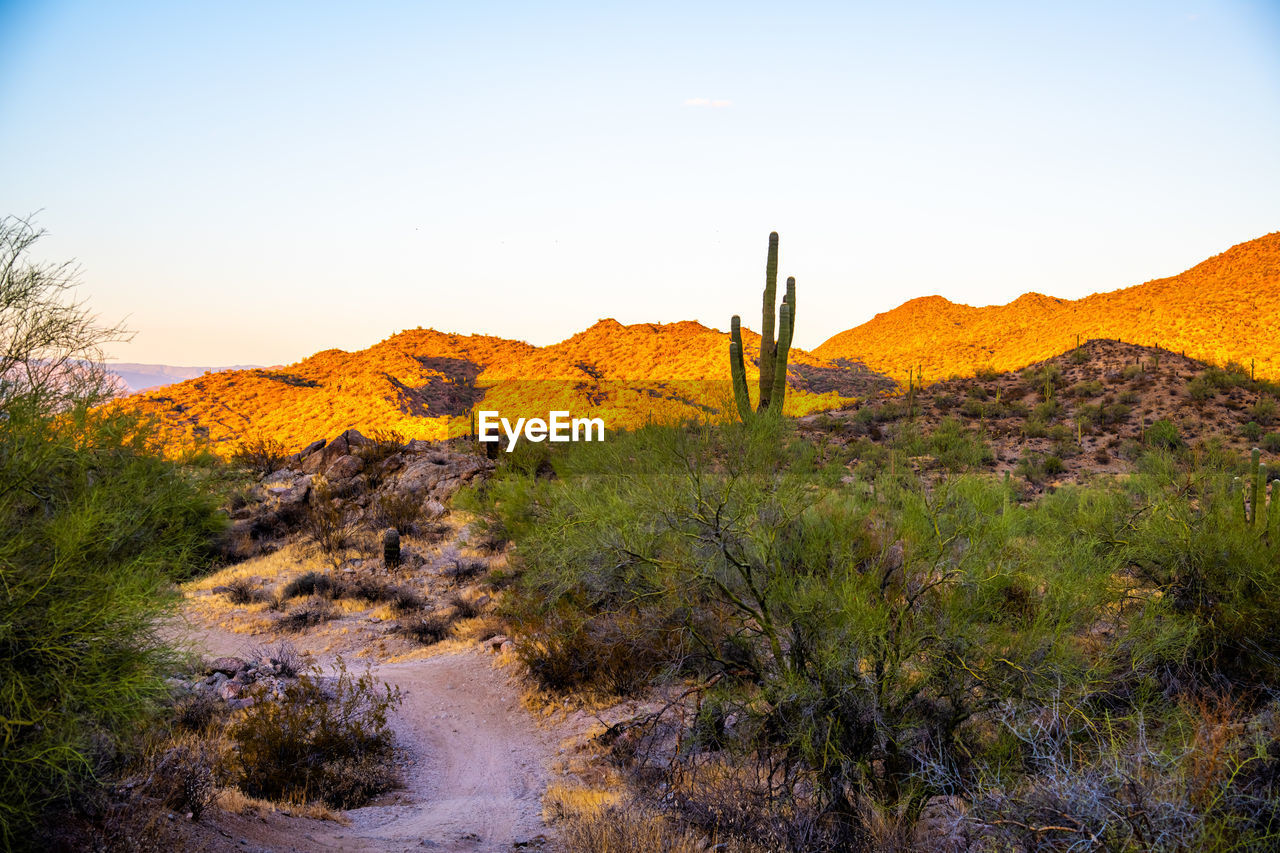 PLANTS ON FIELD AGAINST SKY