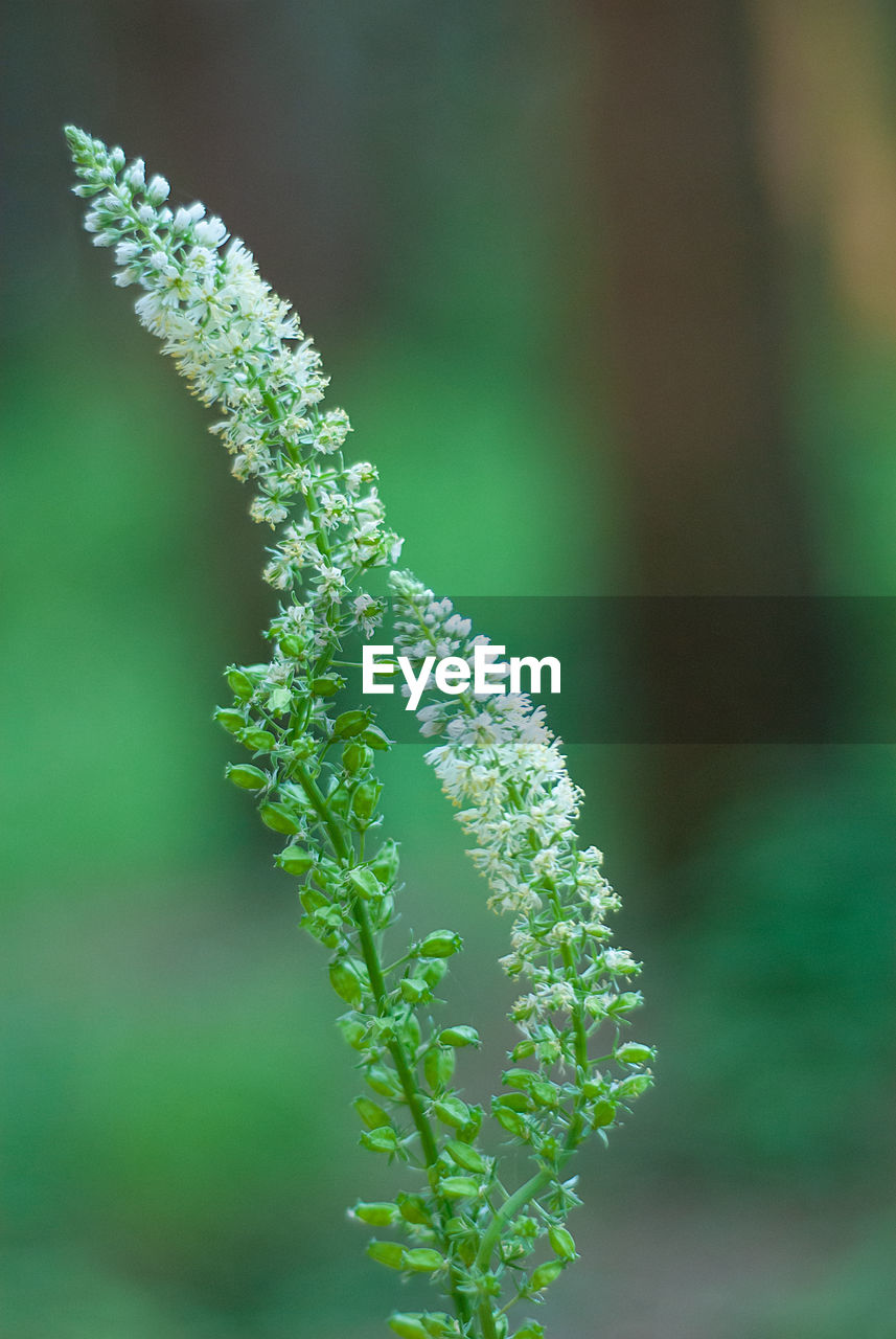 Close-up of green plant