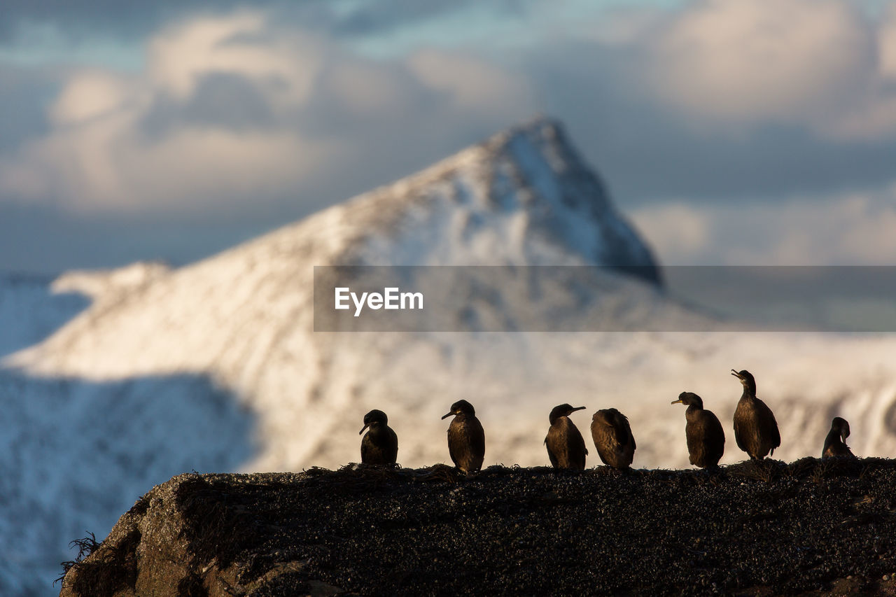 VIEW OF BIRDS ON ROCKS AGAINST SKY