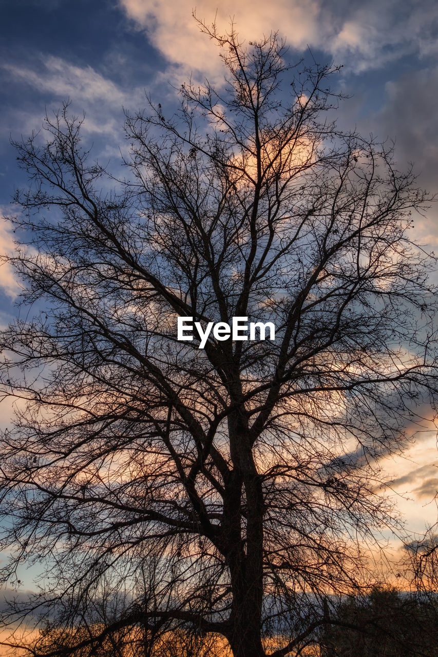 Low angle view of bare tree against sky