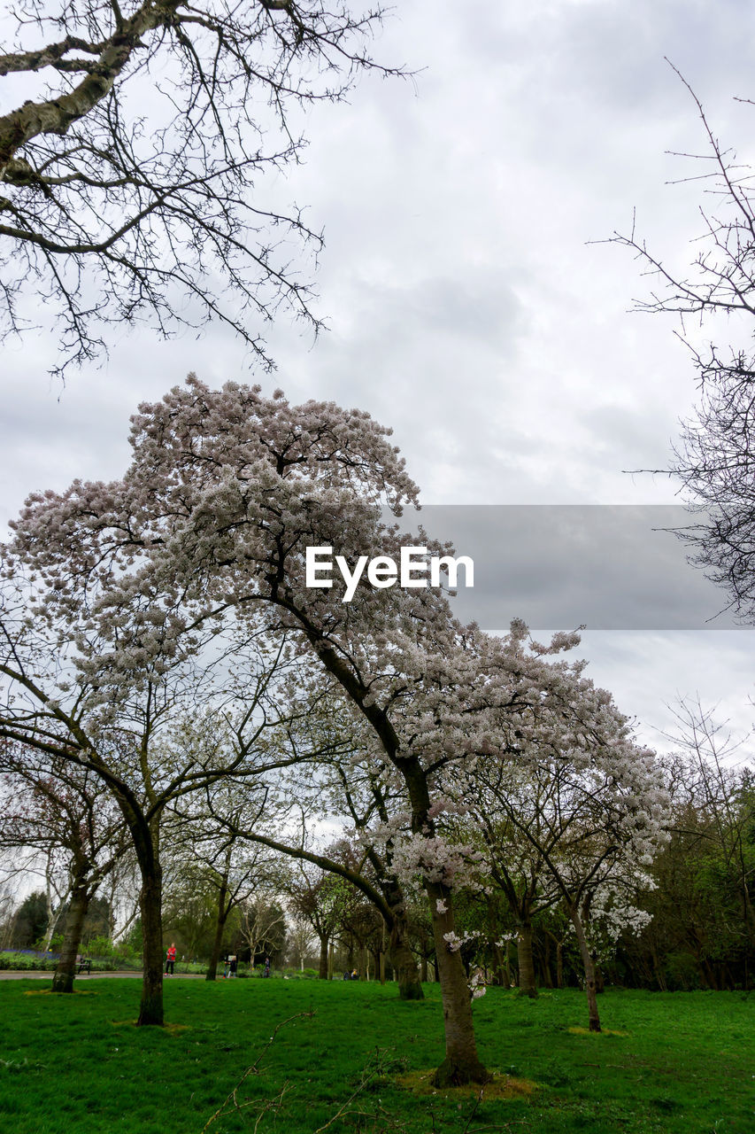 TREES IN GRASS AGAINST SKY