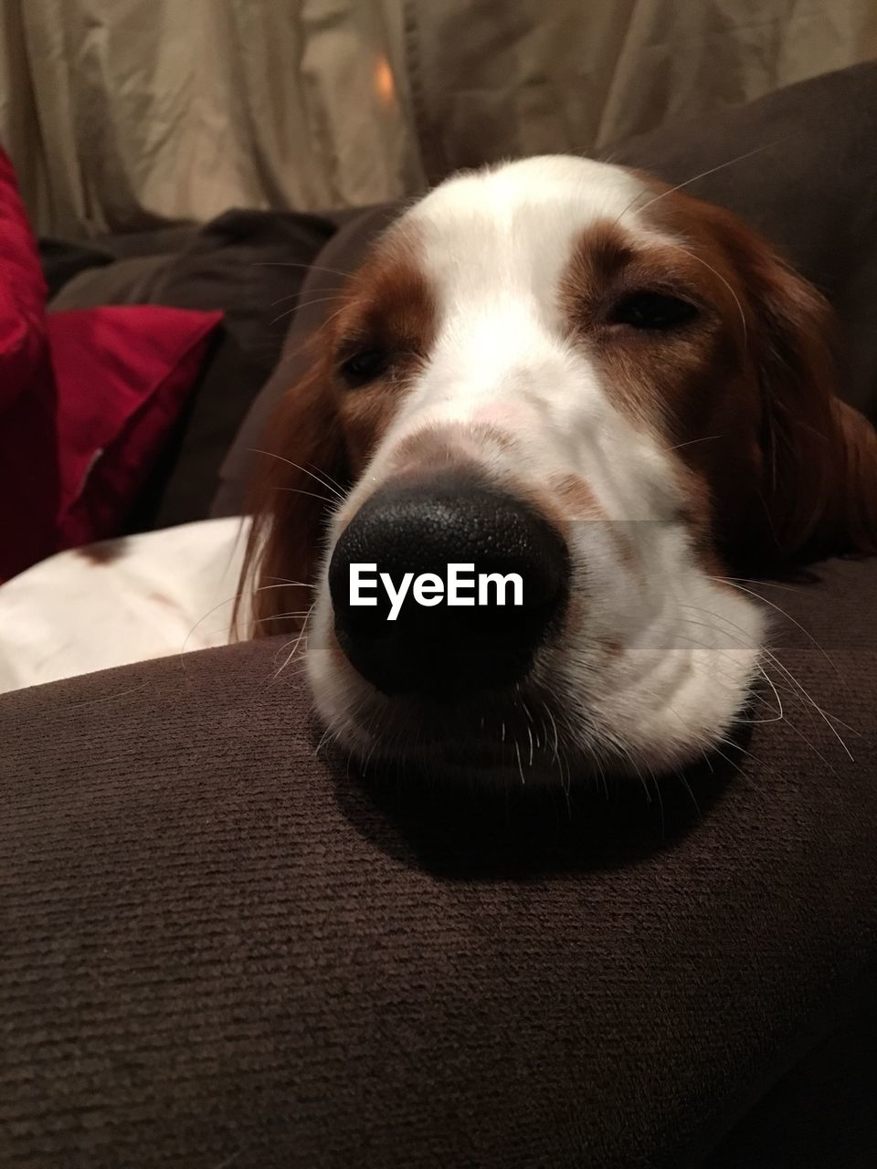 CLOSE-UP PORTRAIT OF DOG