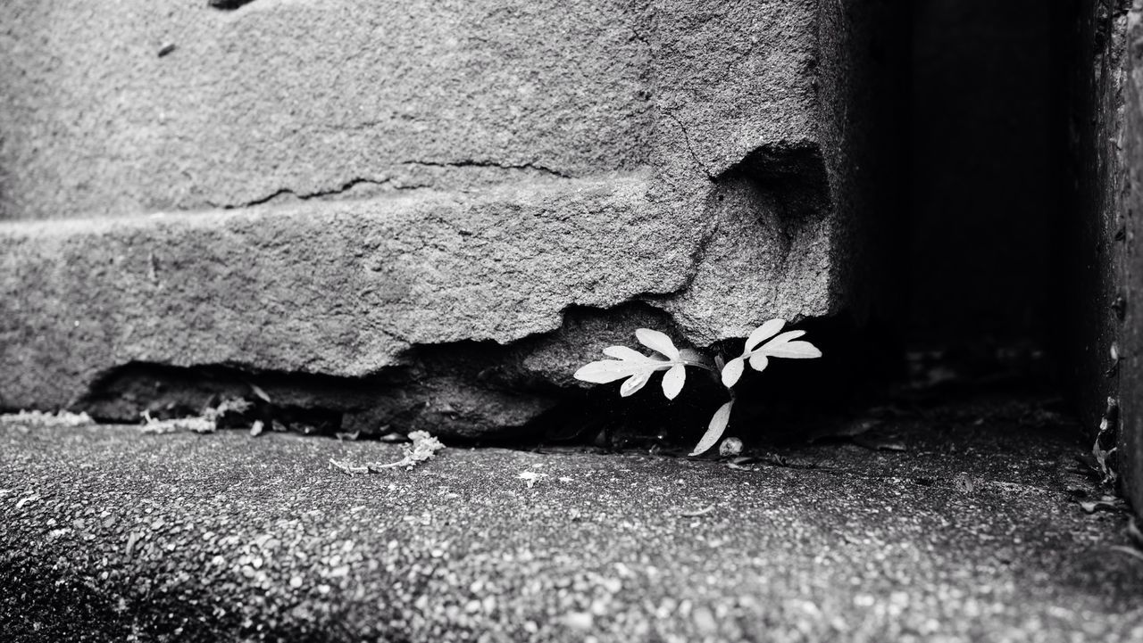 day, animal themes, one animal, outdoors, no people, animals in the wild, nature, close-up, architecture