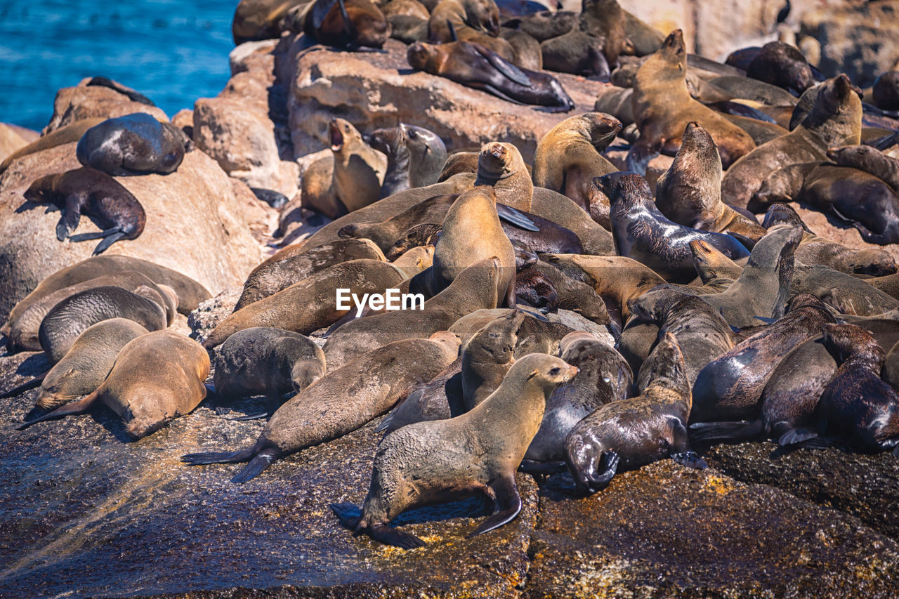 HIGH ANGLE VIEW OF SEA RESTING ON ROCK IN WATER