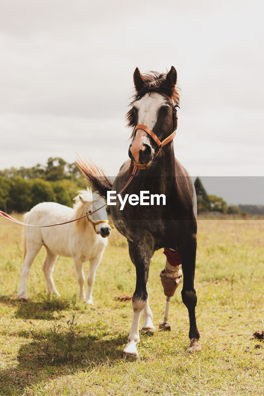 Horses in a field. horse using a prostetic leg. 