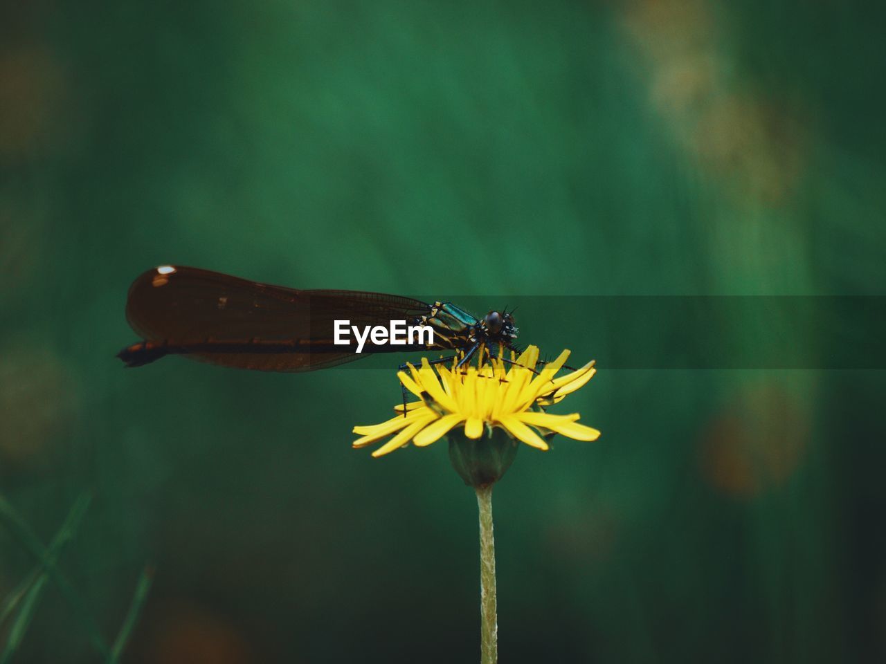 CLOSE-UP OF INSECT ON FLOWER