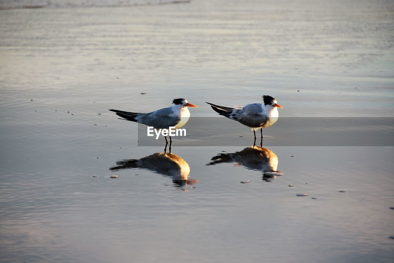 BIRDS ON LAKE