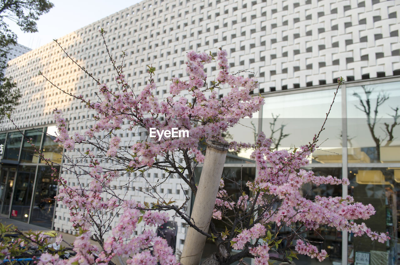 LOW ANGLE VIEW OF FLOWERS GROWING ON TREE