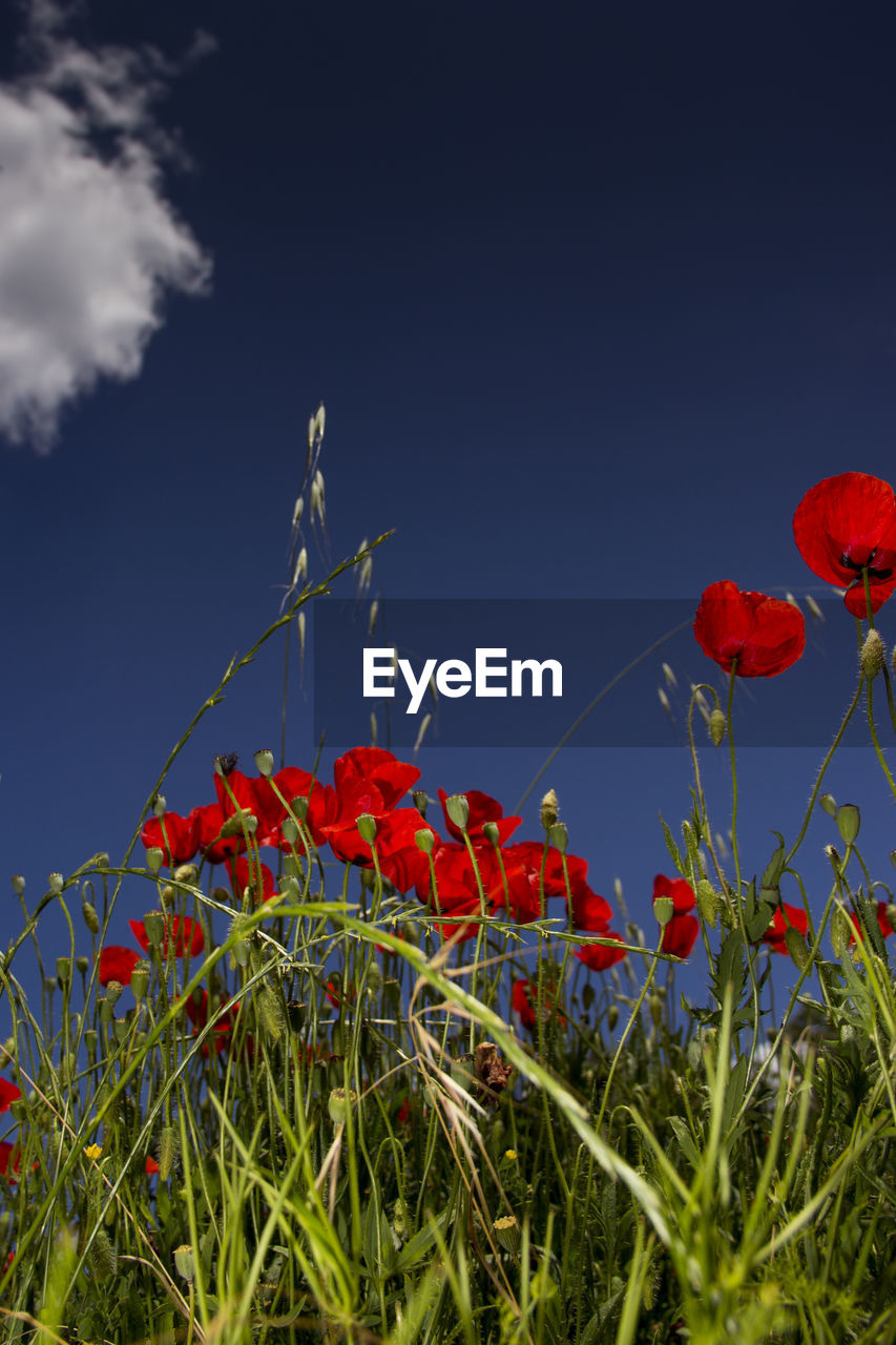 Close-up of red poppy flowers growing on field against sky