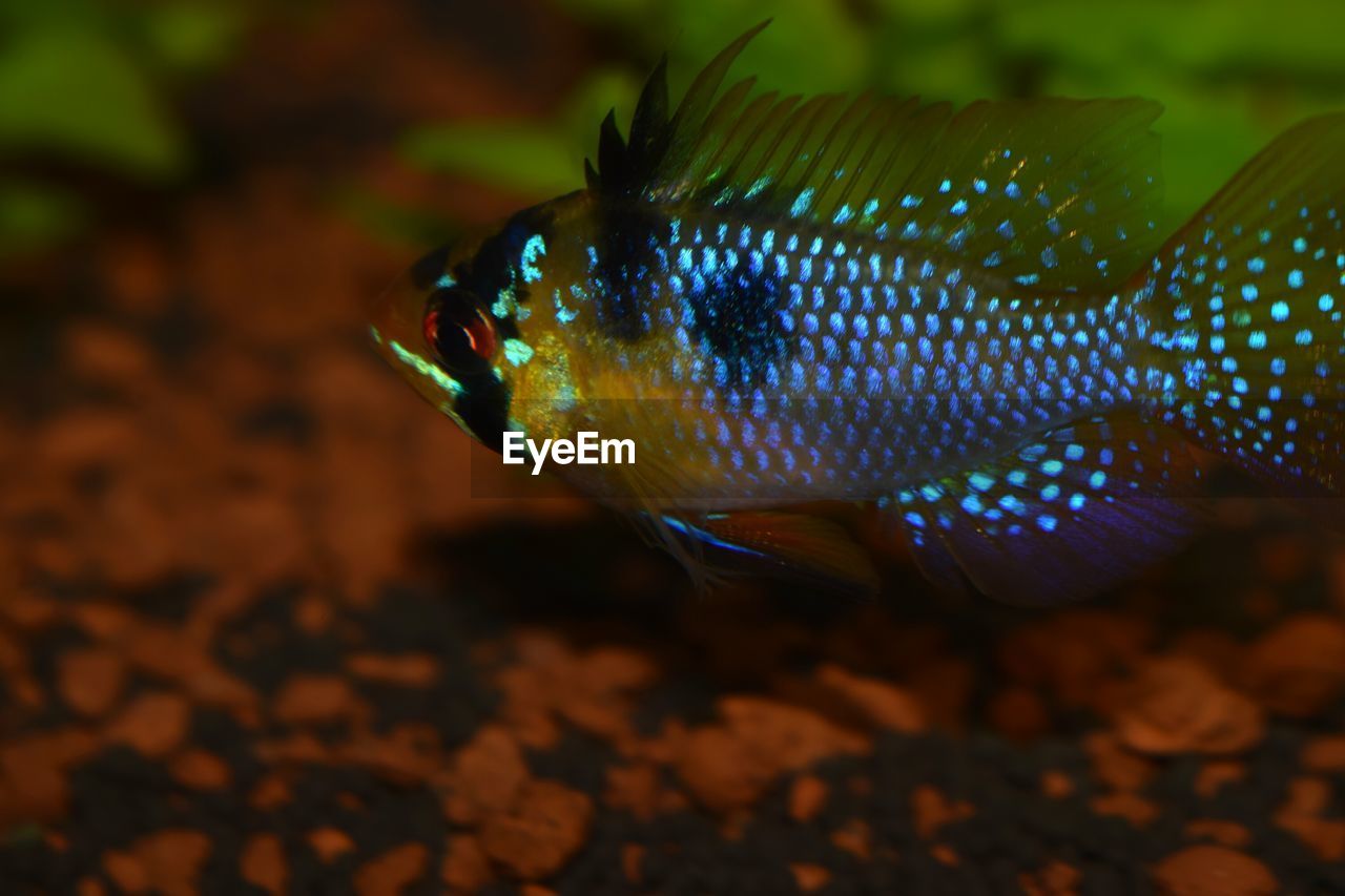 CLOSE-UP OF FISH SWIMMING UNDERWATER