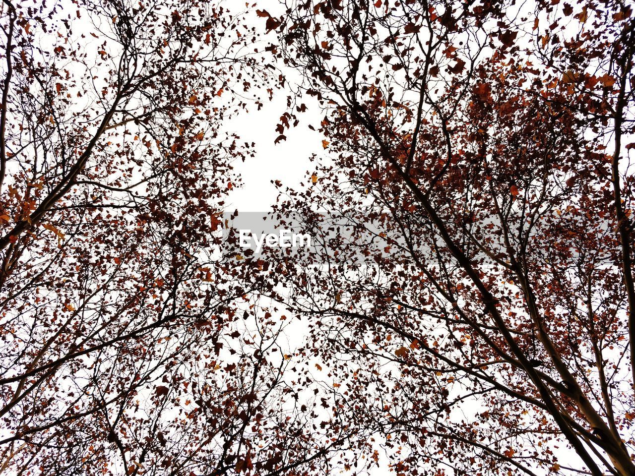 Low angle view of cherry blossoms against sky