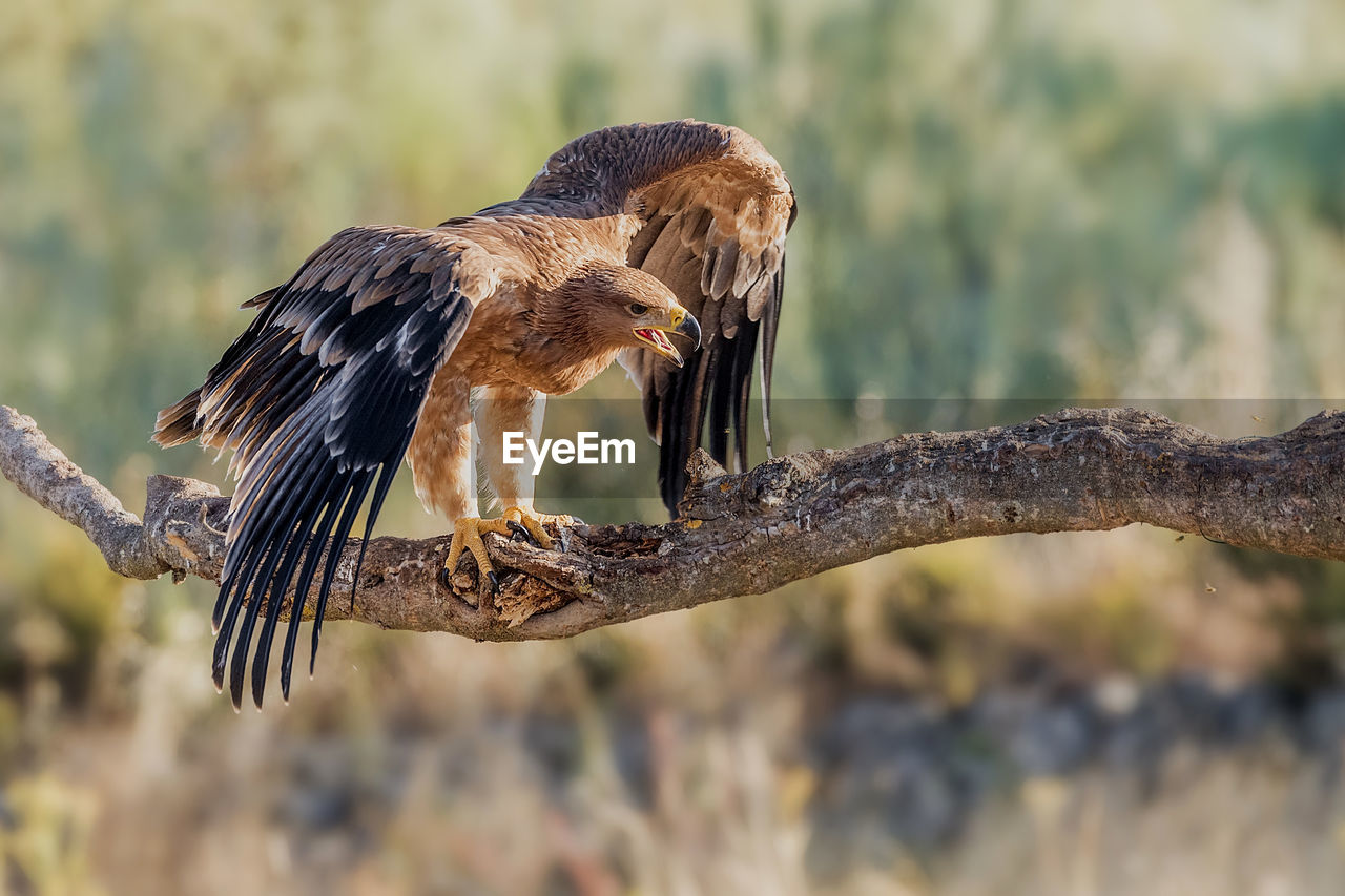 Close-up of golden eagle perching on branch