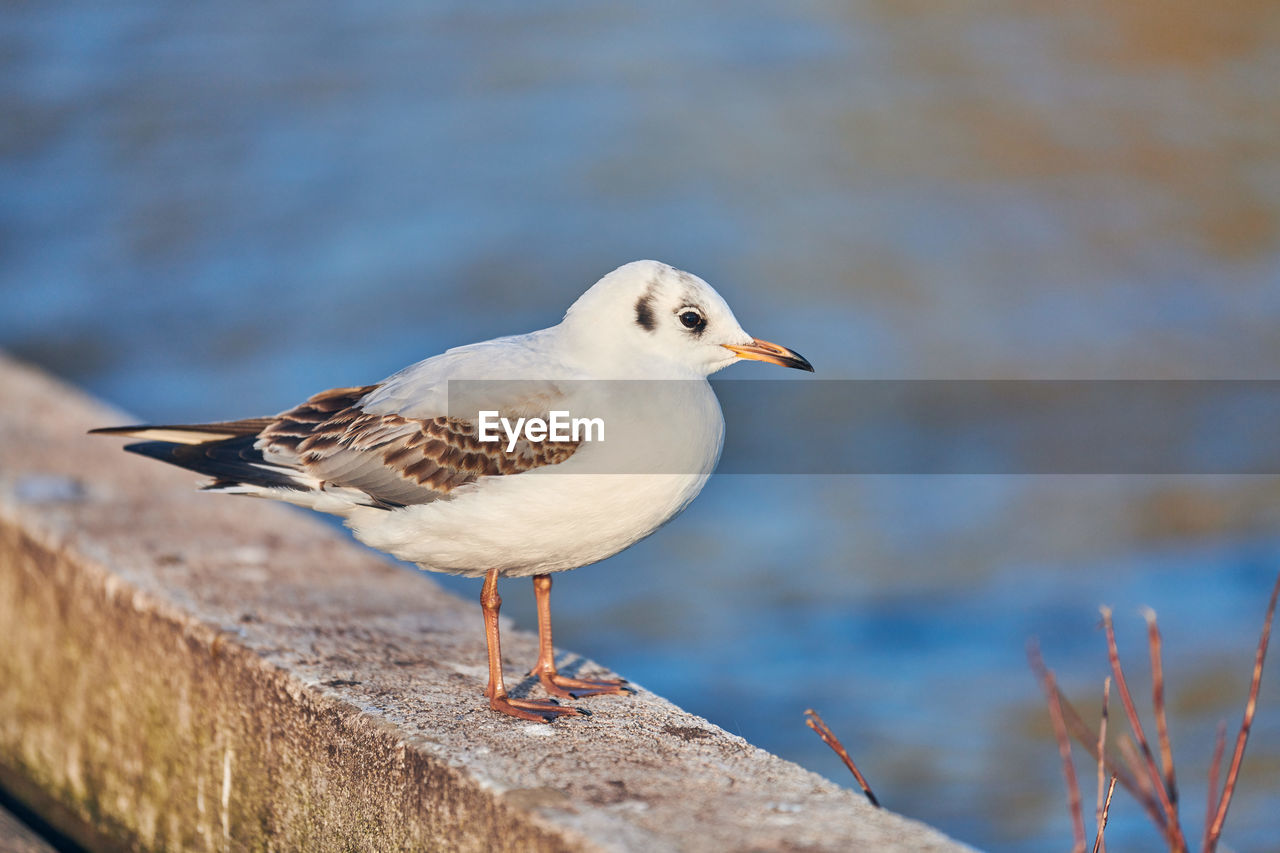 Seagull walking along shore next to sea on sunny summer day. close up view of gull, blue background