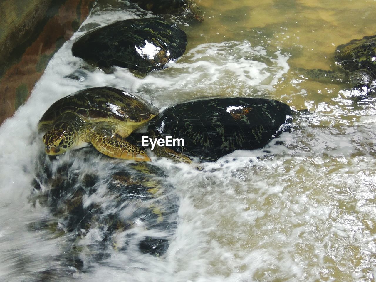 HIGH ANGLE VIEW OF DOG IN WATER