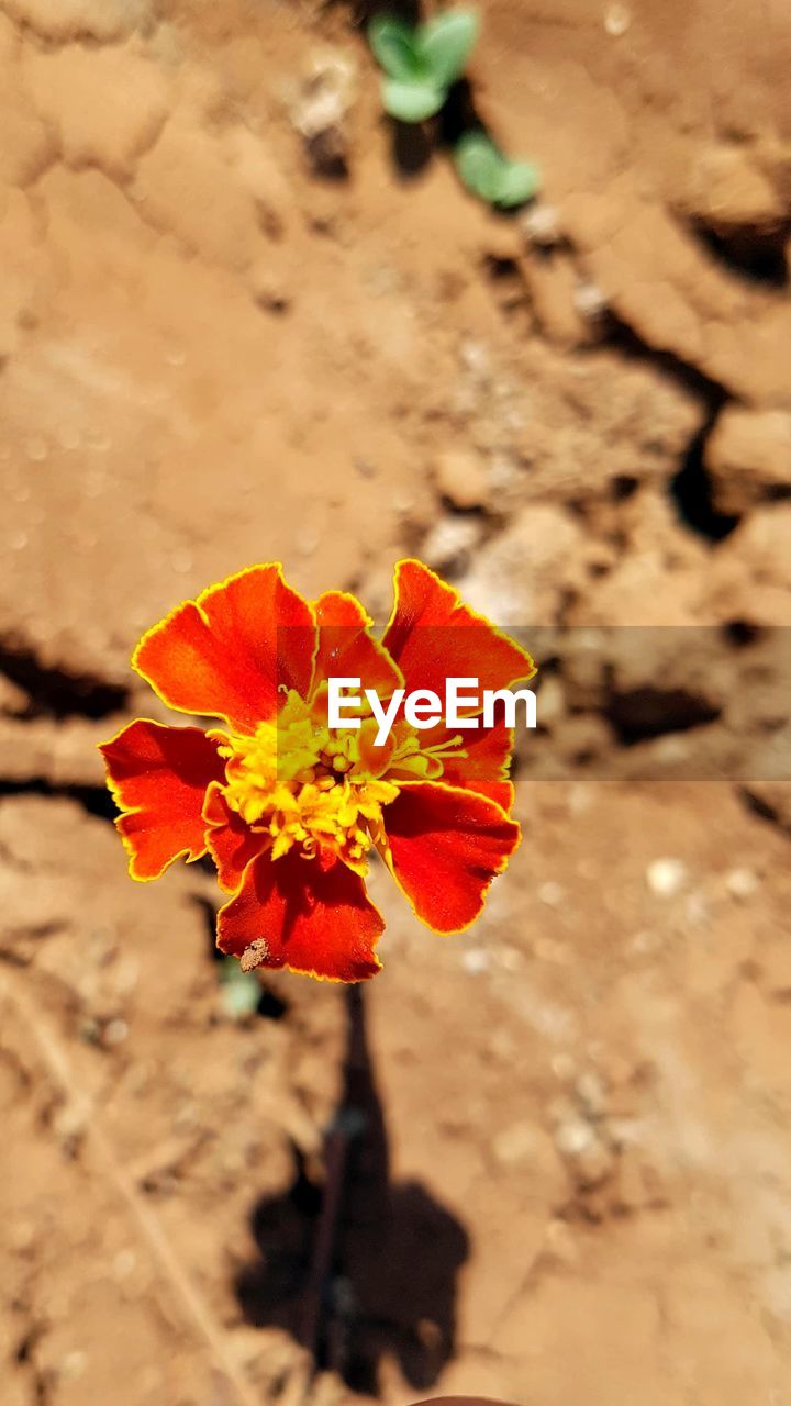 CLOSE-UP OF RED FLOWER