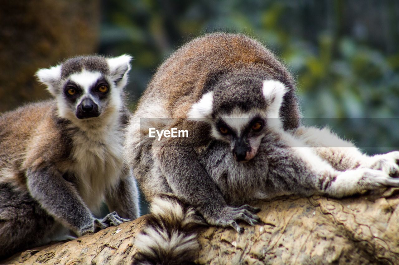 Portrait of lemurs sitting on log