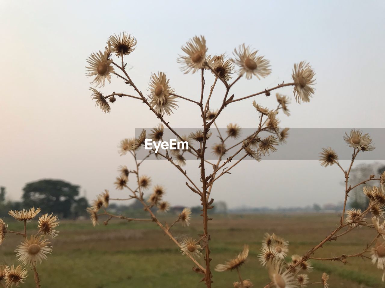 CLOSE-UP OF FLOWERING PLANTS ON FIELD