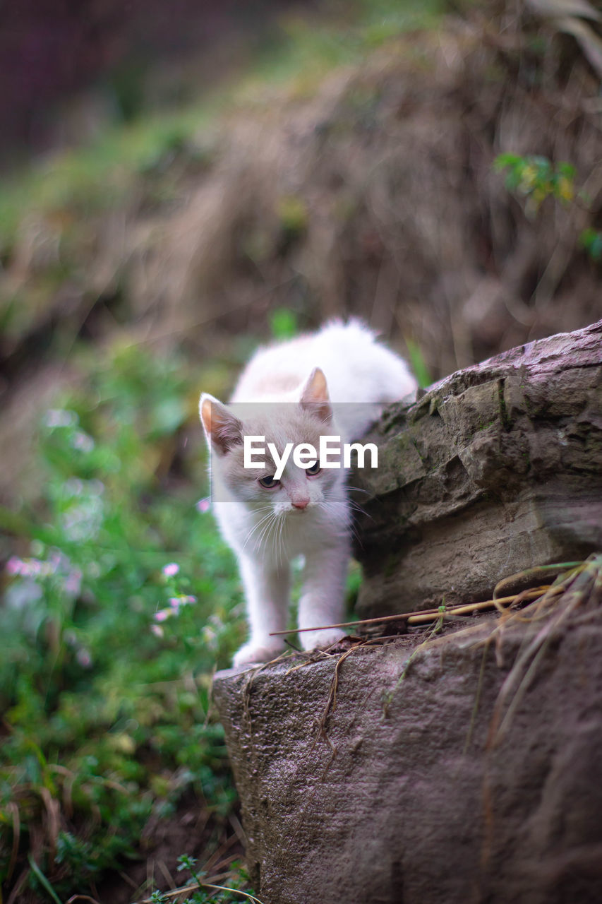 PORTRAIT OF A CAT ON A TREE