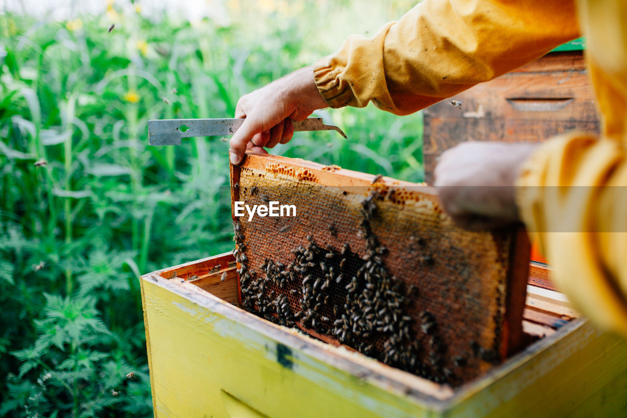 Midsection of beekeeper holding beehive tray 