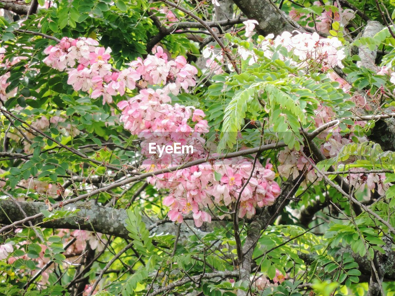PINK FLOWERS ON TREE BRANCH