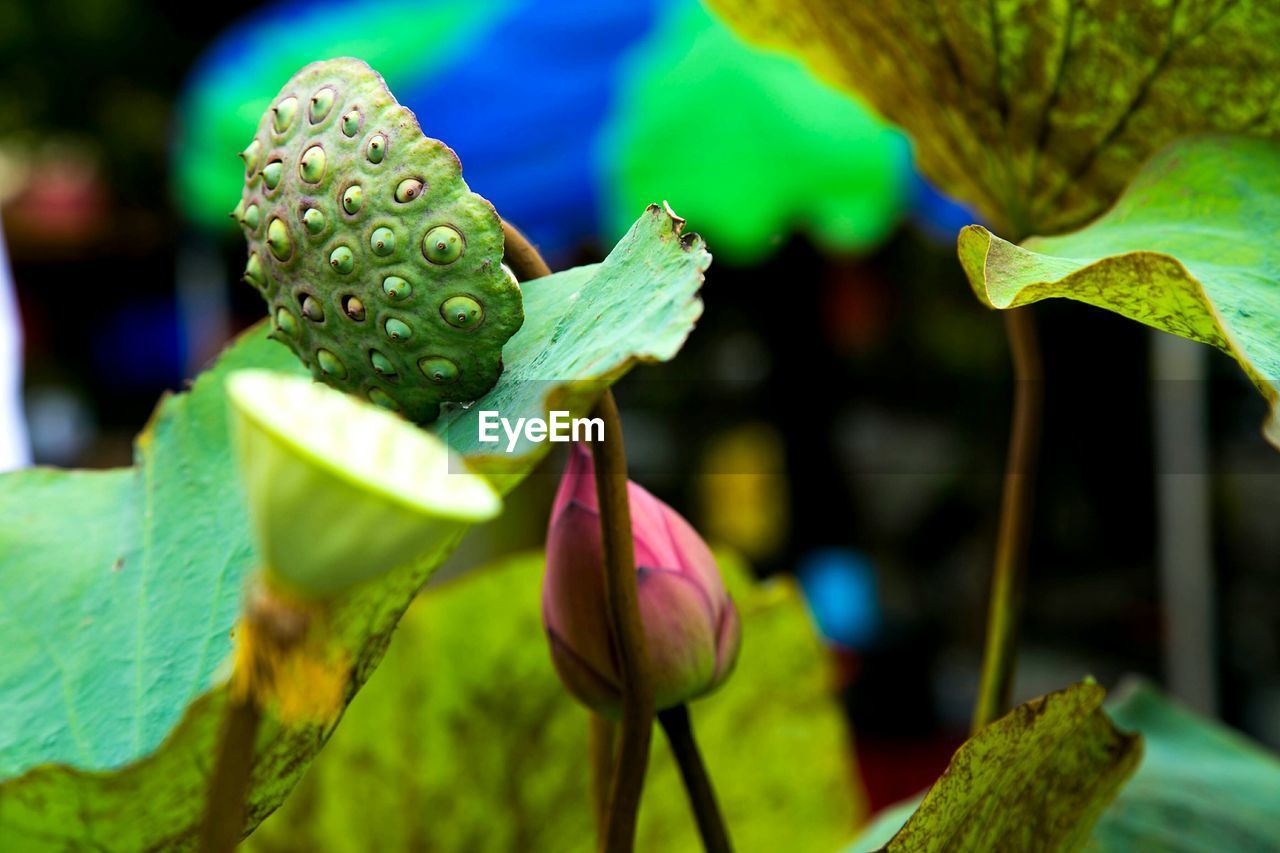 Close-up of flower blooming outdoors