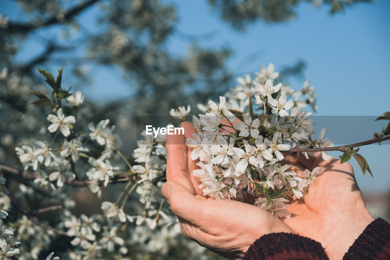 Close-up of woman hand holding flowering plant outdoors