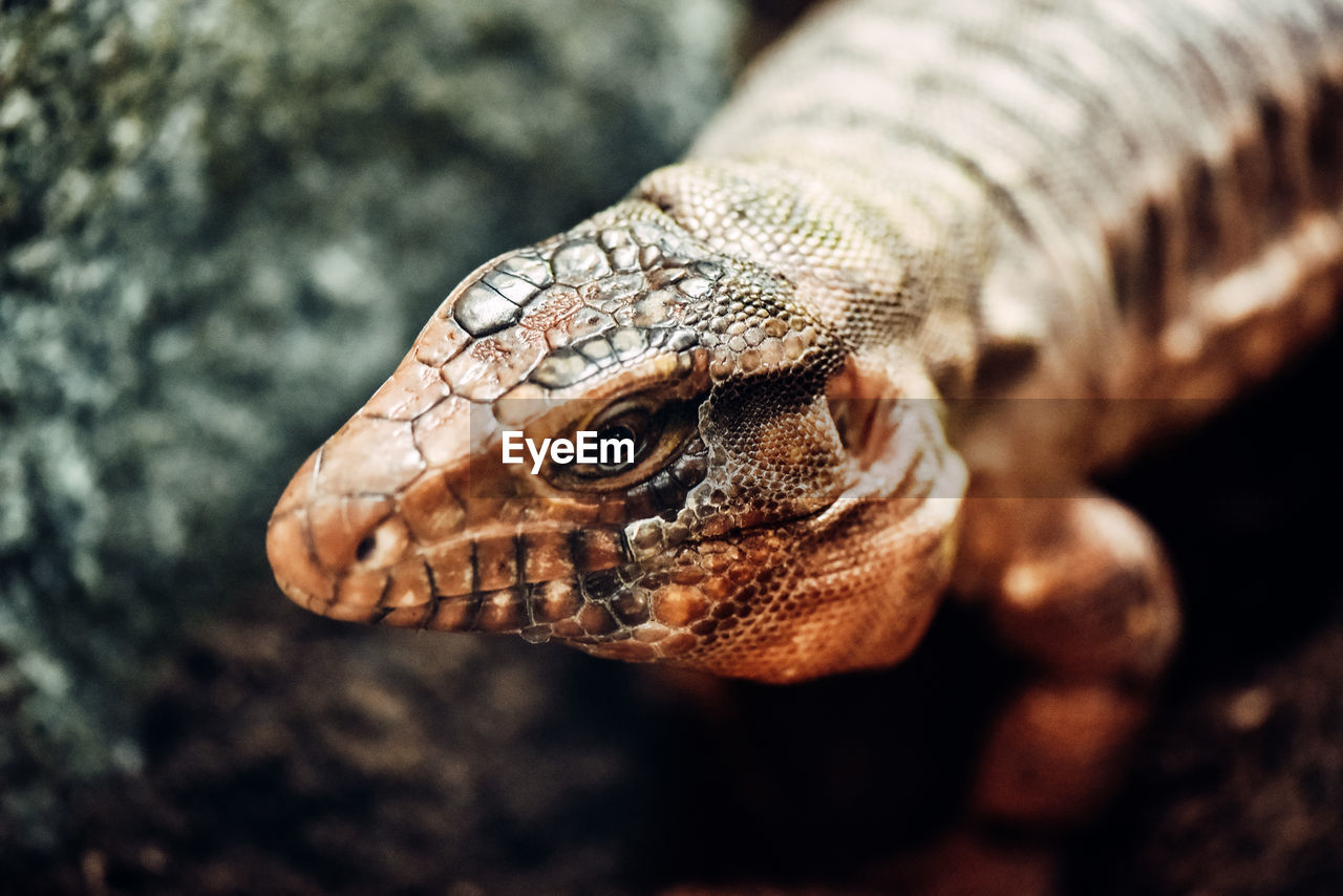 Close-up of iguana