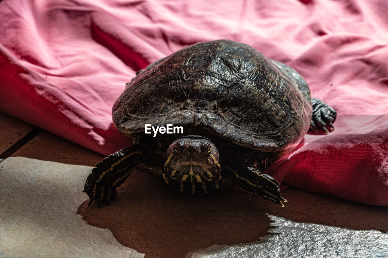 close-up of turtle on bed