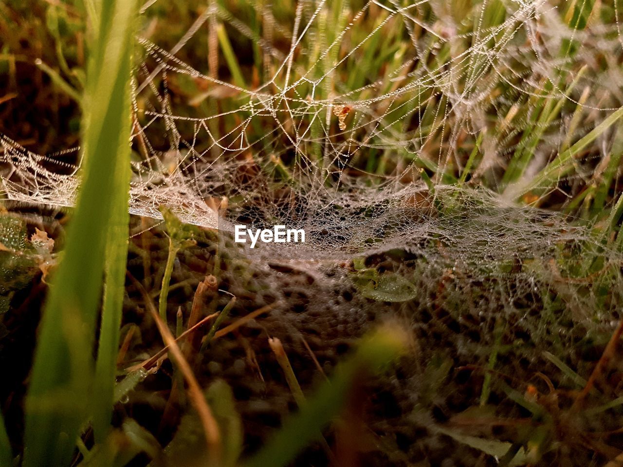 CLOSE-UP OF SPIDER WEB