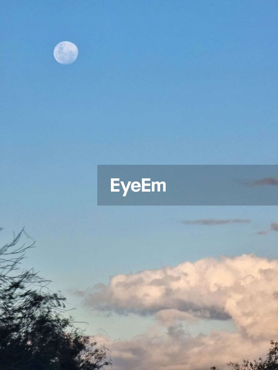 sky, moon, tree, cloud, nature, plant, beauty in nature, no people, tranquility, blue, scenics - nature, full moon, tranquil scene, low angle view, outdoors, space, copy space, sunlight, clear sky, dusk, idyllic, morning, horizon