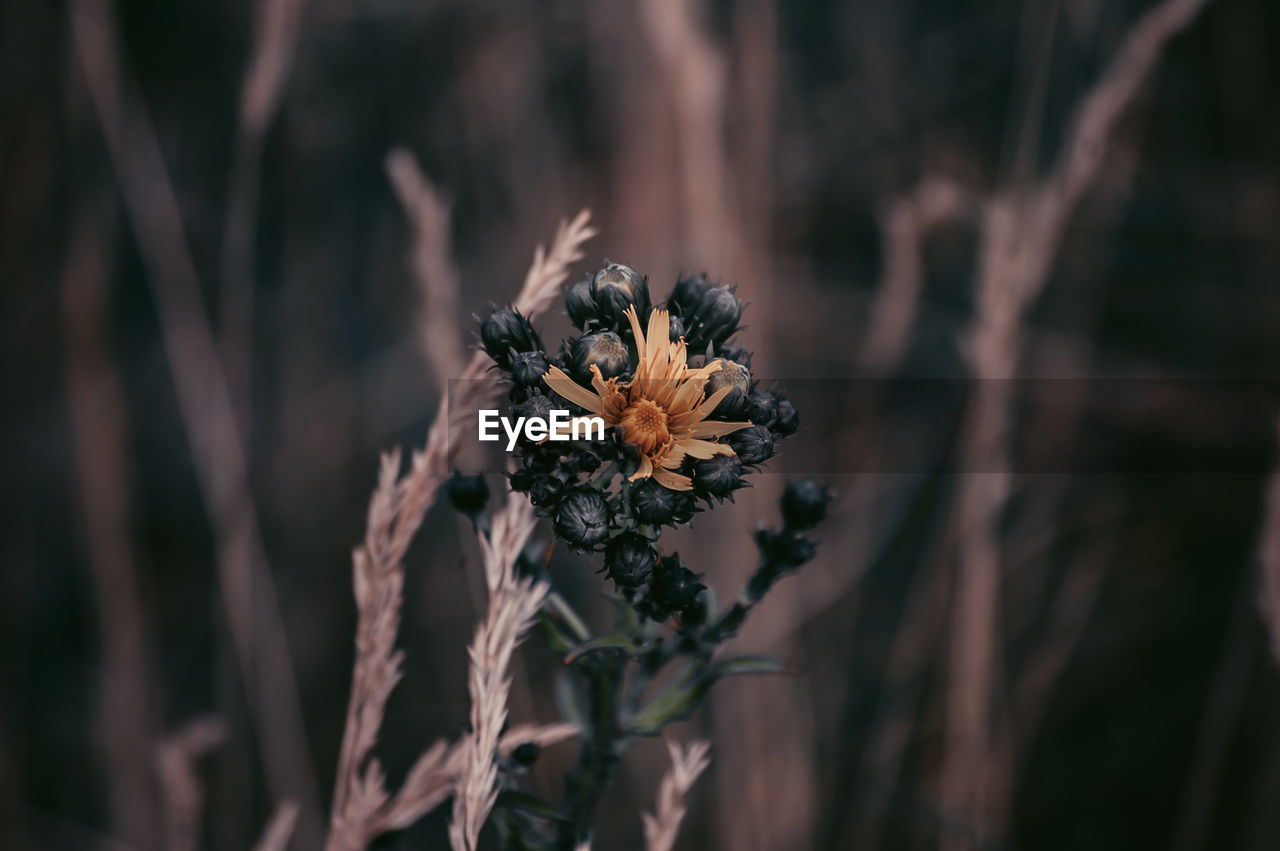 CLOSE-UP OF WILTED FLOWERS ON LAND