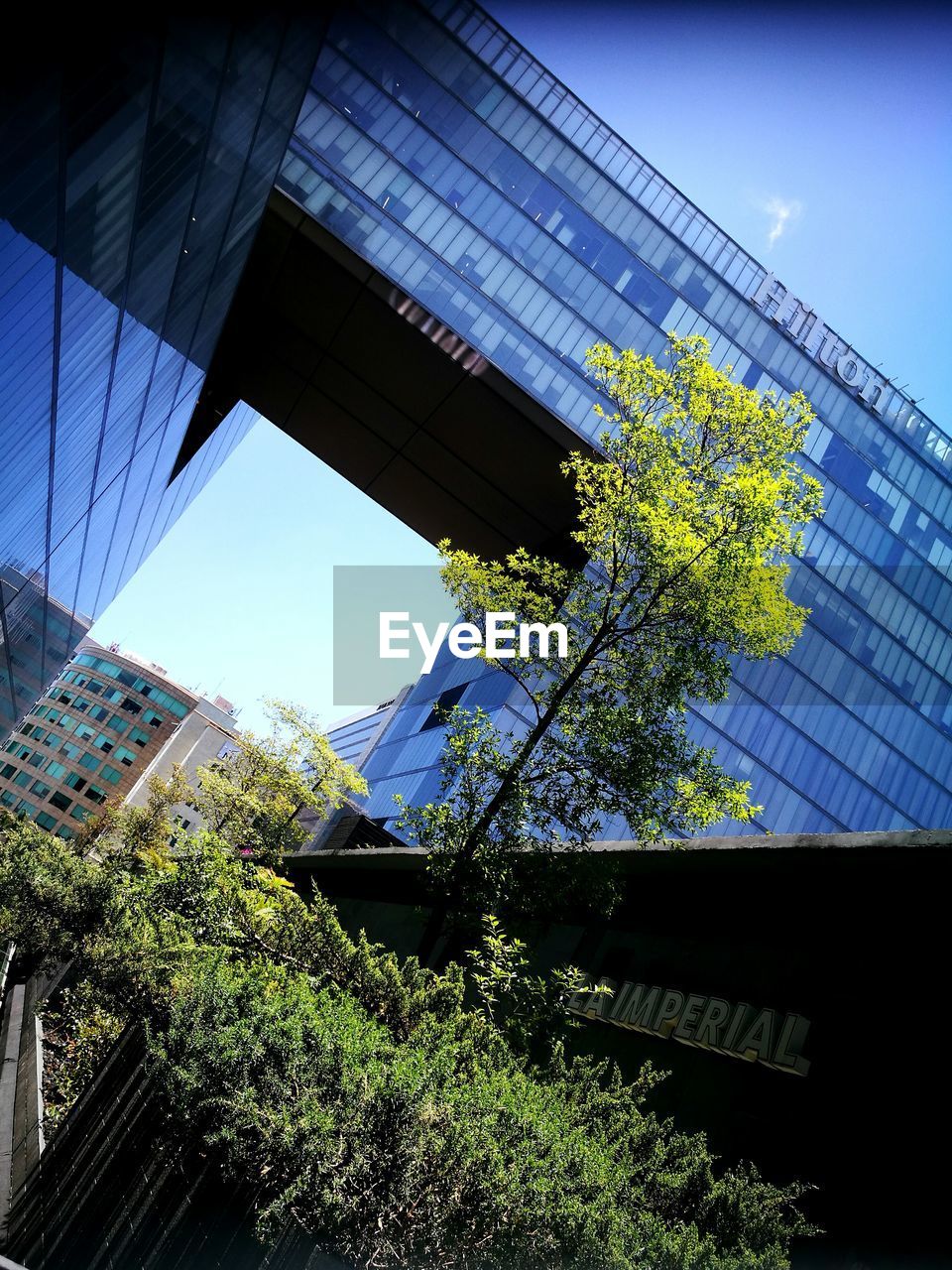 LOW ANGLE VIEW OF TREE AND BUILDING AGAINST SKY