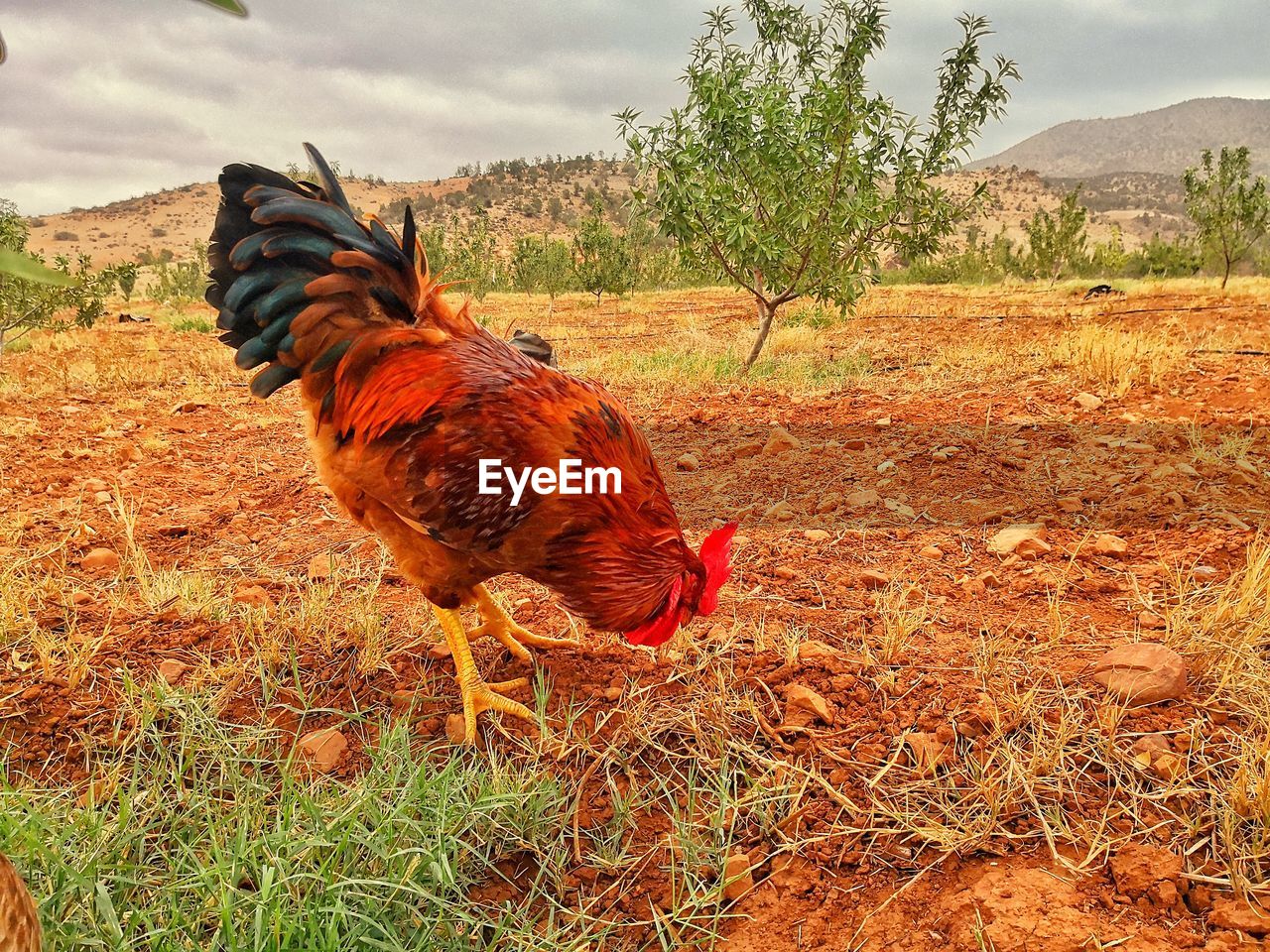 CLOSE-UP OF A DUCK ON FIELD