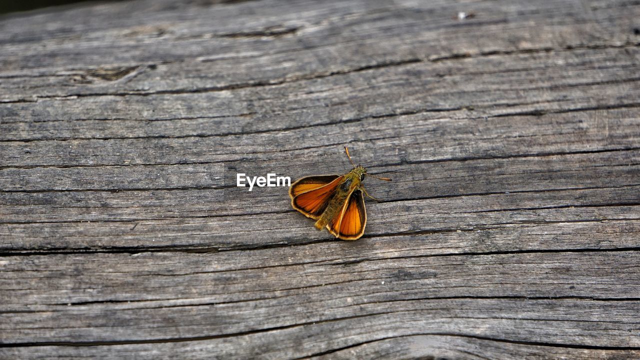 HIGH ANGLE VIEW OF ORANGE ON WOOD