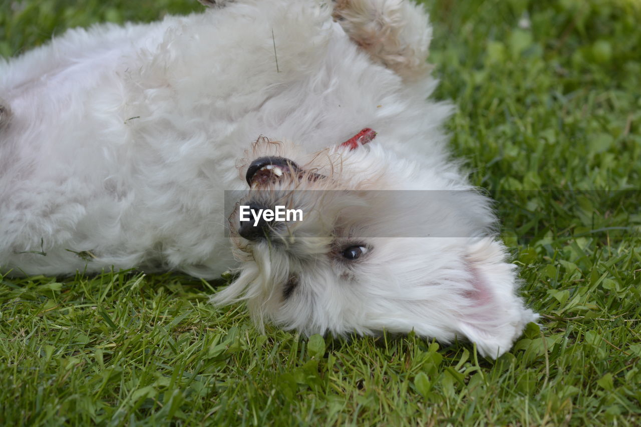 HIGH ANGLE VIEW OF WHITE DOG LYING DOWN ON GRASS