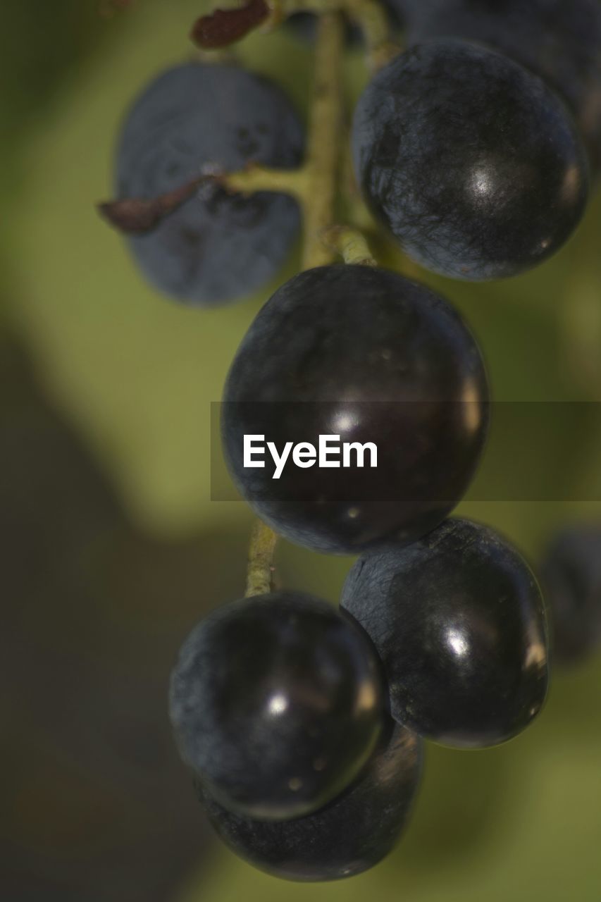 CLOSE-UP OF PLANT AGAINST BLURRED BACKGROUND