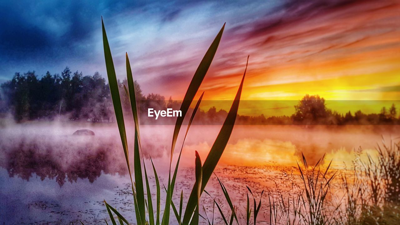 Close-up of plants against sky during sunset