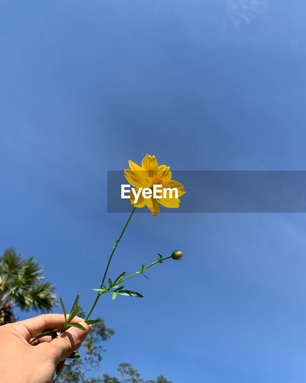 HAND HOLDING YELLOW FLOWERING PLANT AGAINST SKY