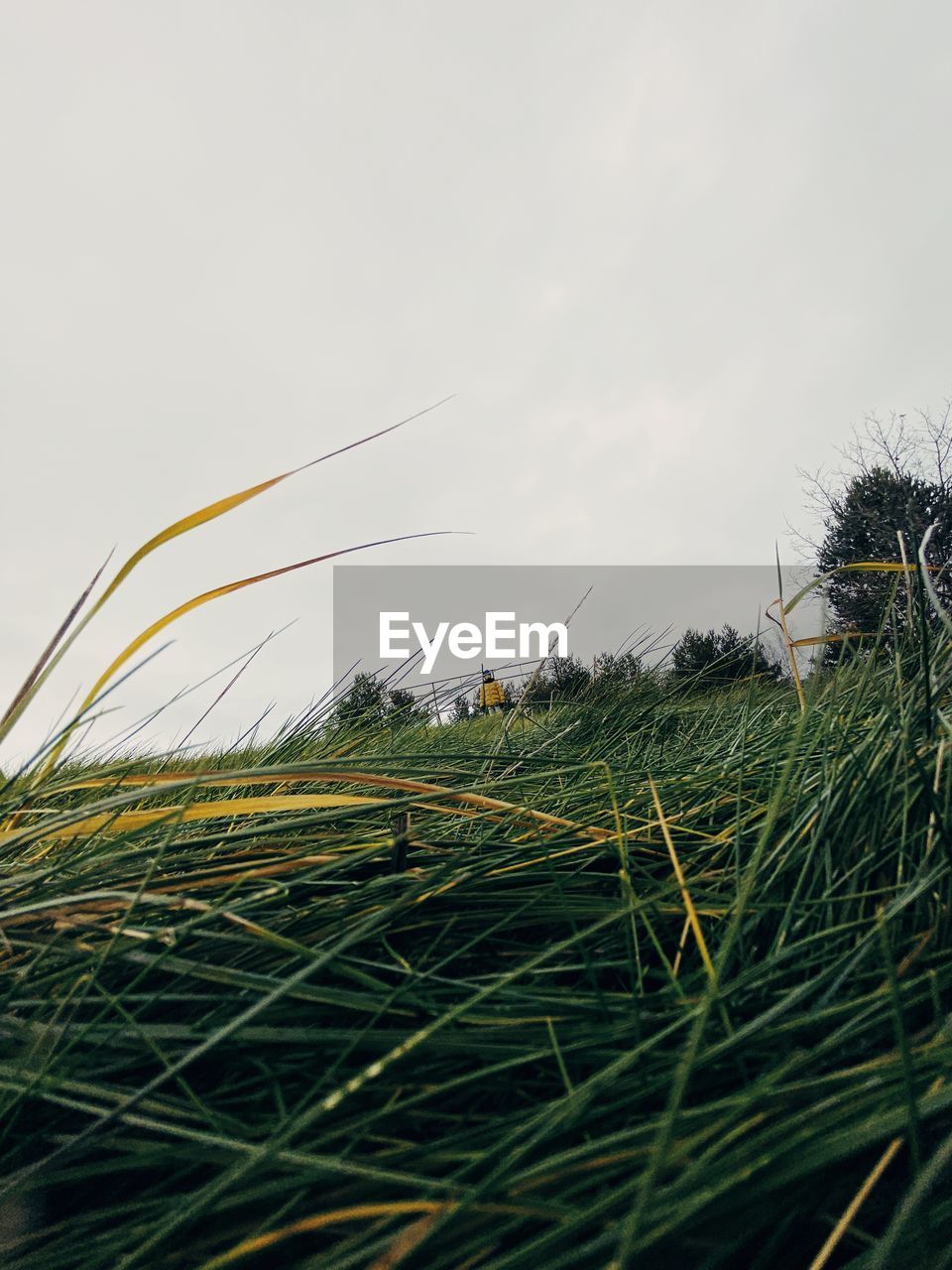 grass, plant, green, nature, sky, growth, no people, leaf, flower, field, tree, land, day, outdoors, wind, beauty in nature, environment, landscape, agriculture, sunlight, tranquility