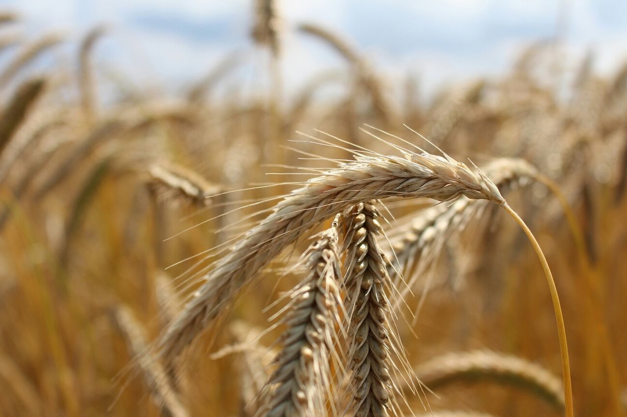 Close-up of stalks in the field