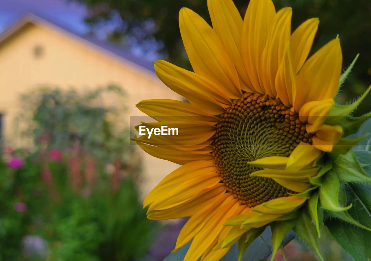 flower, flowering plant, plant, sunflower, yellow, freshness, beauty in nature, flower head, nature, inflorescence, growth, petal, close-up, fragility, field, no people, focus on foreground, macro photography, pollen, summer, outdoors, springtime, blossom, vibrant color, sunflower seed, landscape, rural scene, sky, botany, multi colored