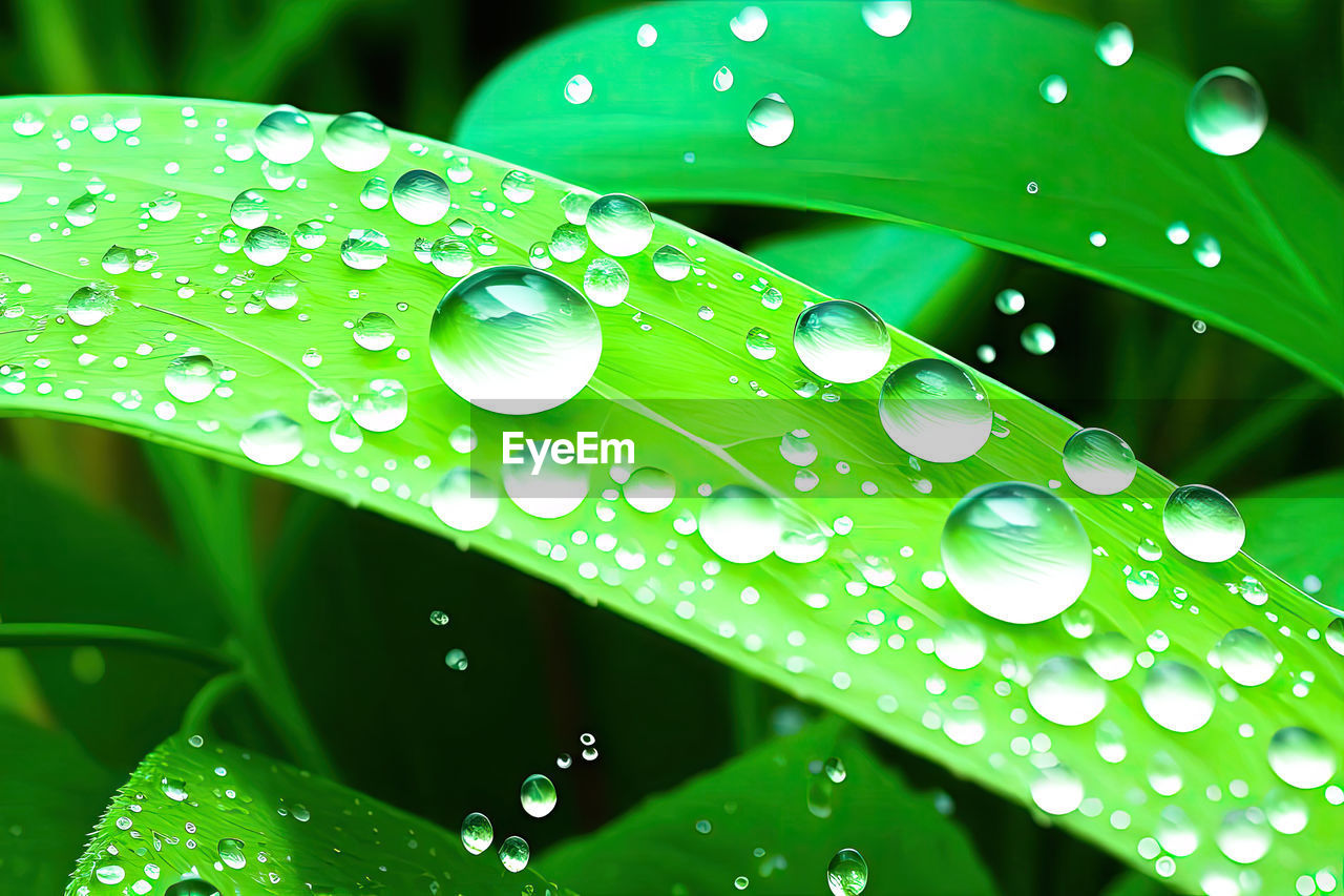 water, drop, wet, green, nature, leaf, plant part, plant, dew, close-up, freshness, moisture, rain, beauty in nature, no people, growth, macro photography, environment, purity, fragility, outdoors, grass, backgrounds, raindrop, blade of grass, macro, pattern, petal, vibrant color, selective focus