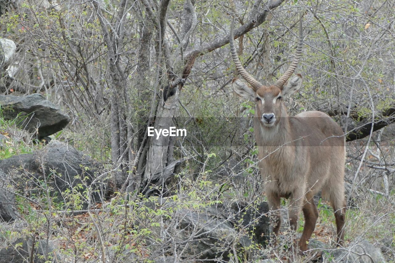 Deer standing in forest