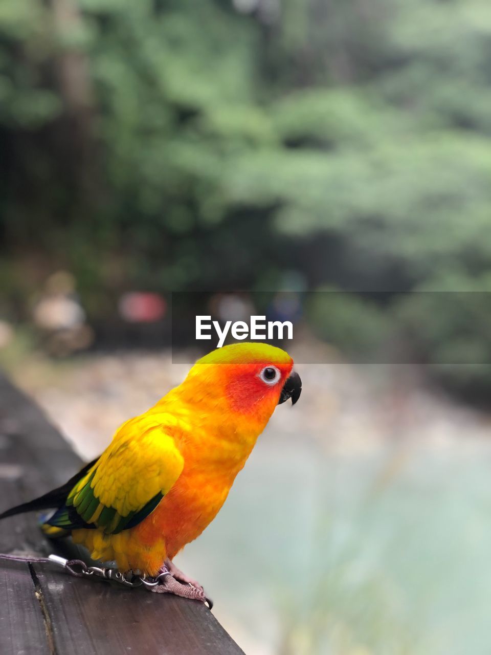 CLOSE-UP OF PARROT PERCHING ON A BIRD