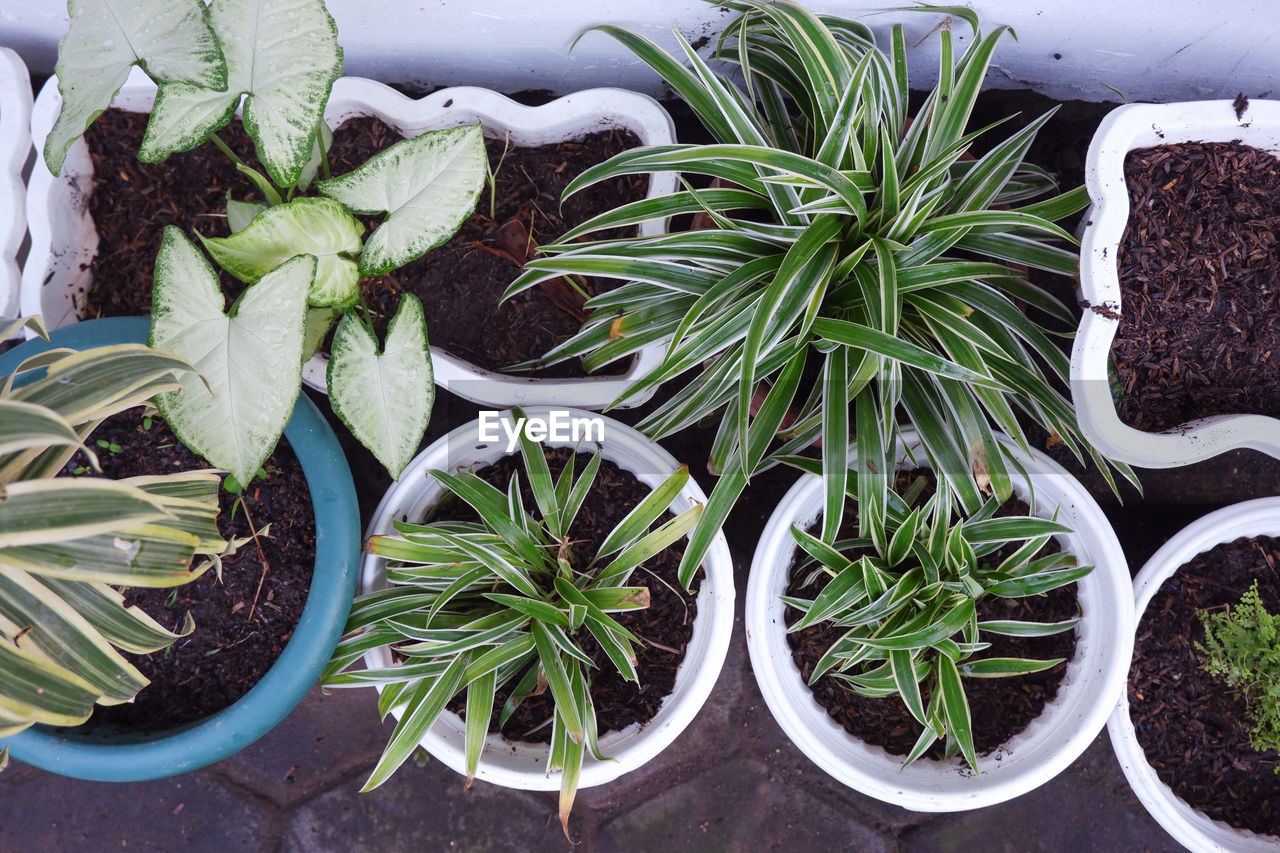 HIGH ANGLE VIEW OF POTTED PLANTS IN MARKET
