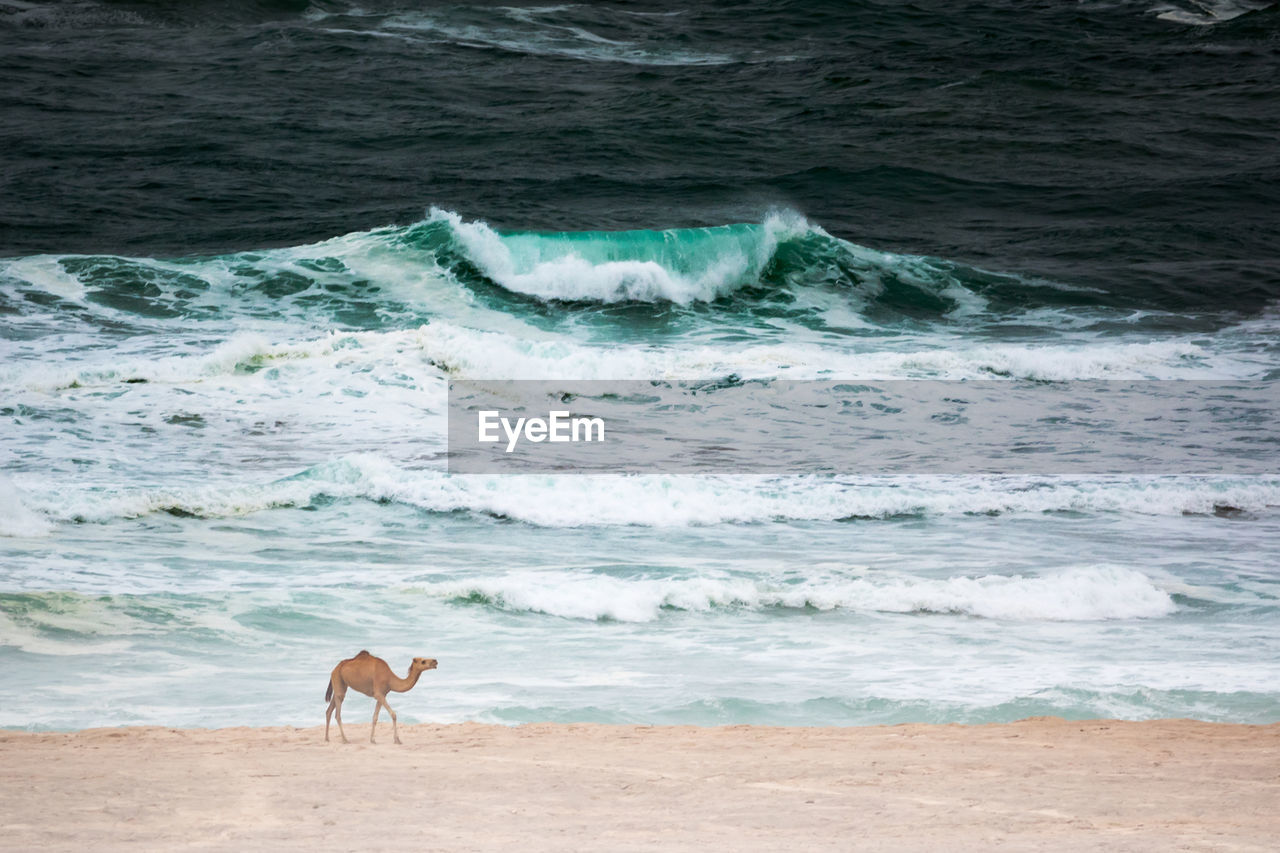 View of camel standing on shore at beach