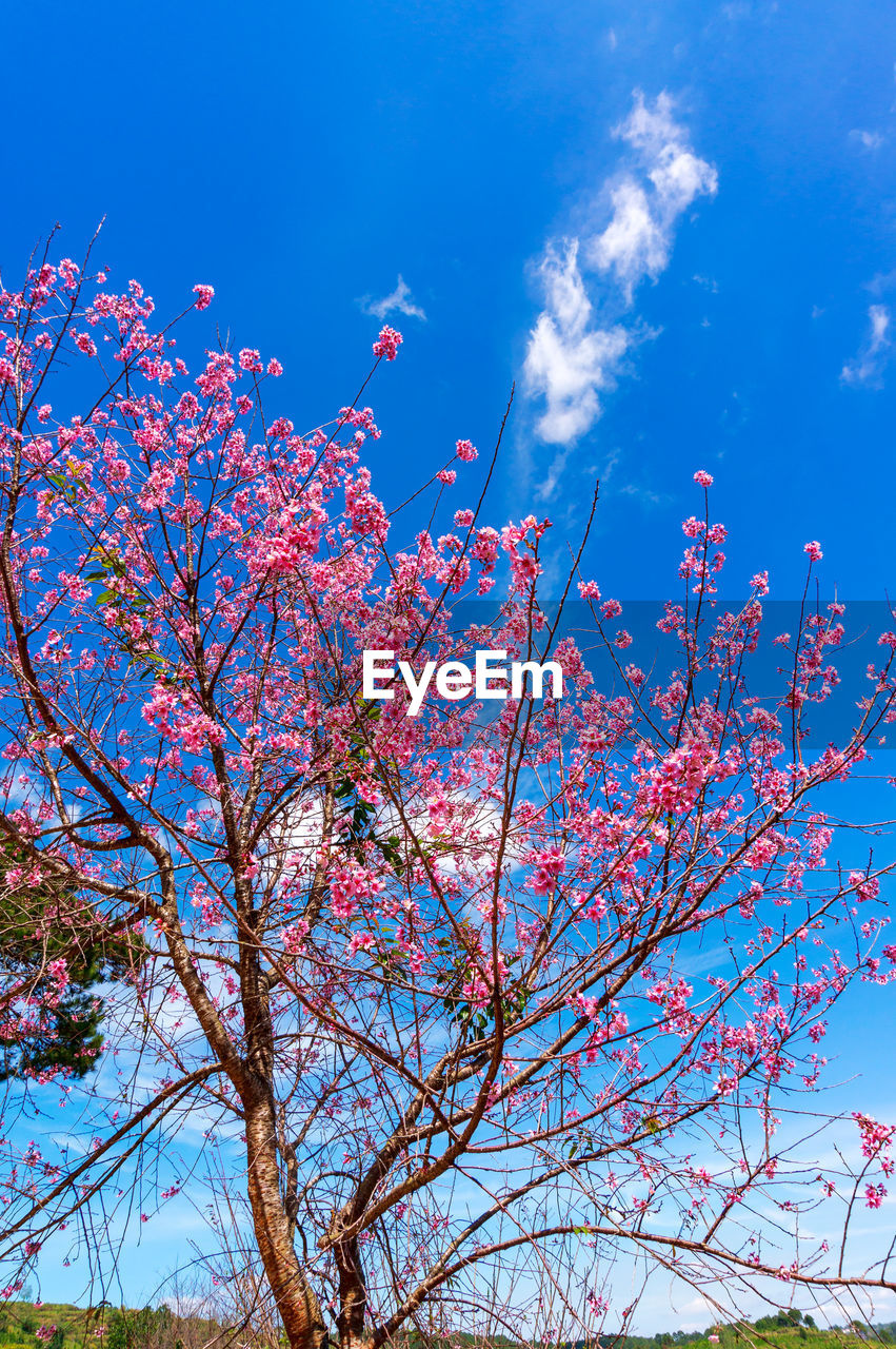 LOW ANGLE VIEW OF CHERRY BLOSSOMS AGAINST SKY